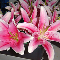 Miss Lily Flowers Thailand