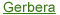 Gerbera